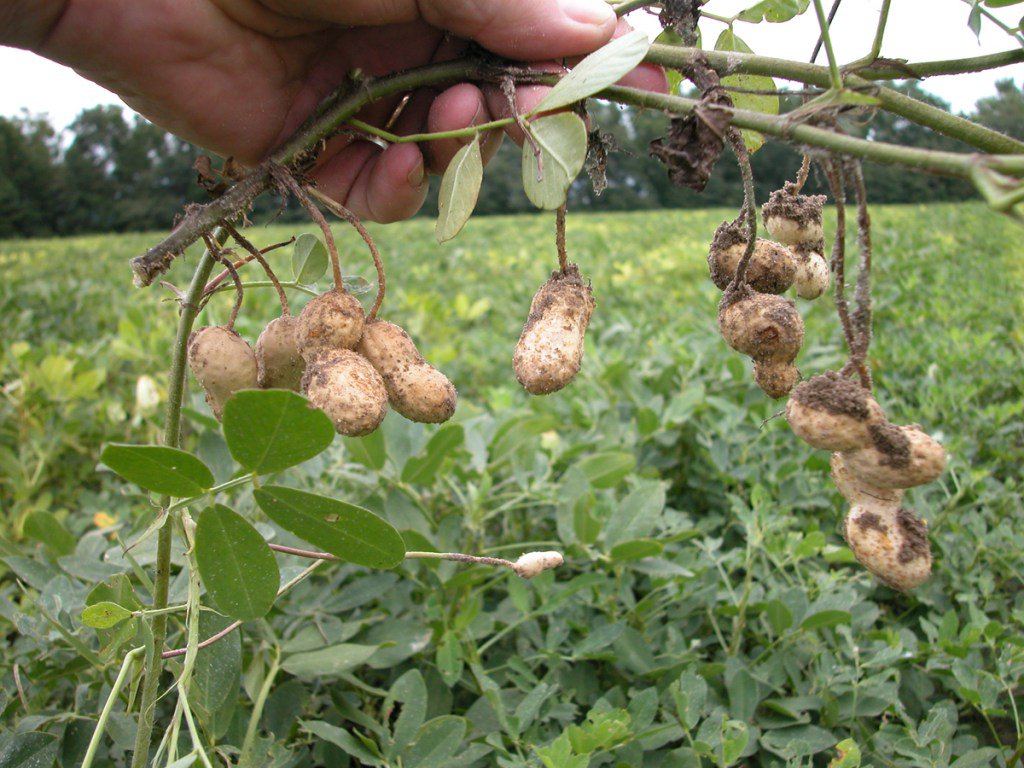 земляной орех как выращивать
