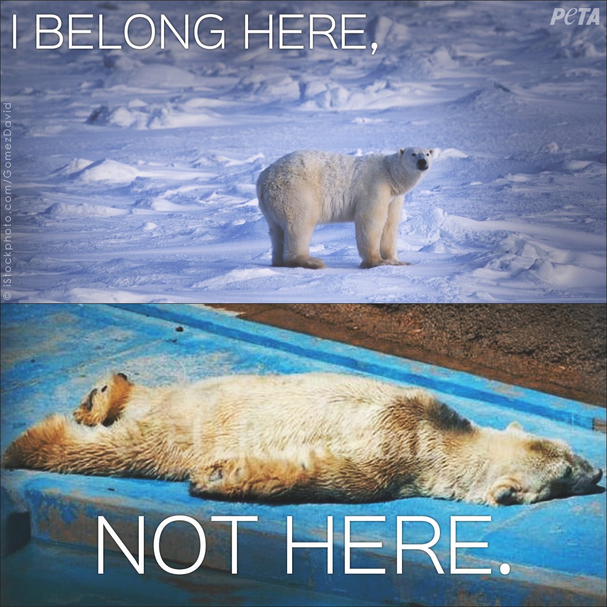 Animals like Arturo around the world are confined in unnatural places ...