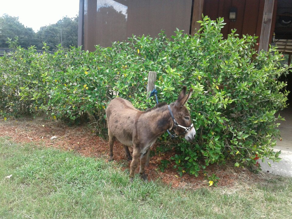 BrayfieldsFarm's tweet photo. SF Papas Magic #donkey for sale | DOB:2/17/08 | Height:33 1/4″ Contact Tom at (813)781-7143 or at tom@brayfields.com https://t.co/rq4C2DRpis