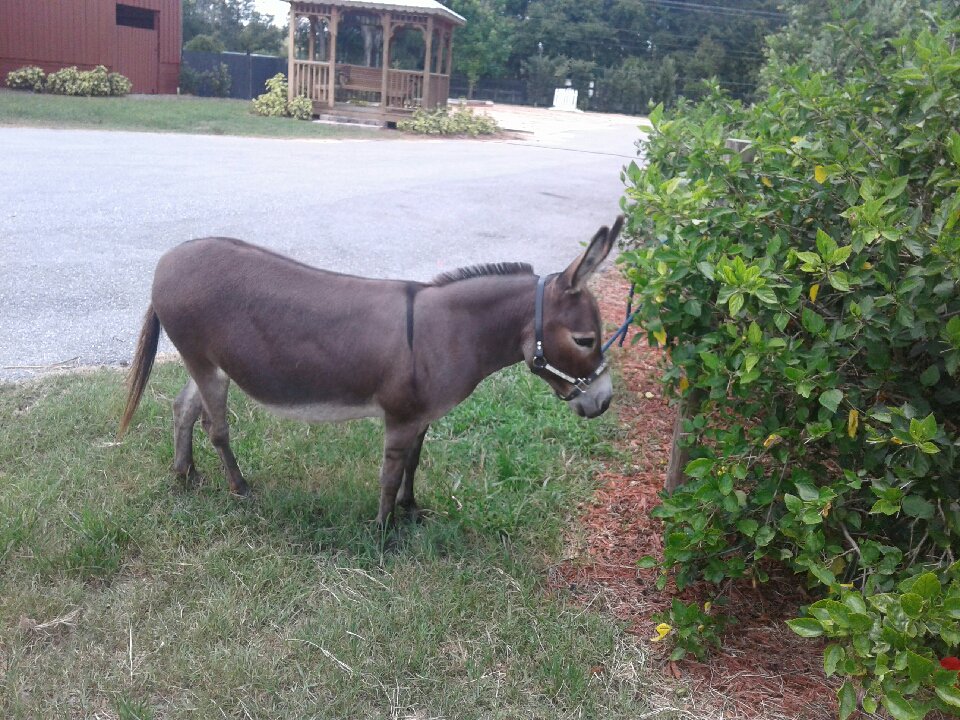 BrayfieldsFarm's tweet photo. SF Papas Magic #donkey for sale | DOB:2/17/08 | Height:33 1/4″ Contact Tom at (813)781-7143 or at tom@brayfields.com https://t.co/rq4C2DRpis