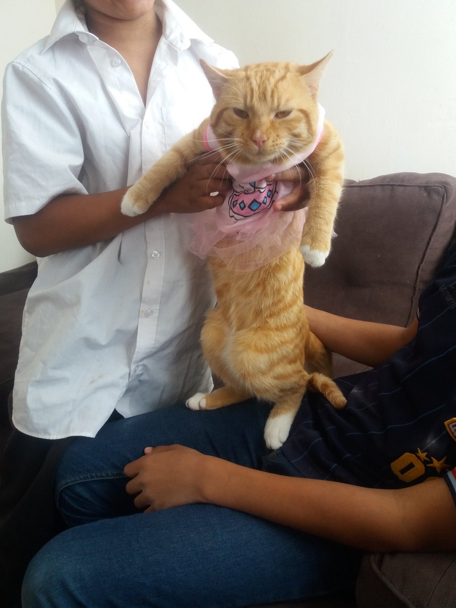 Oneviolentkitty's tweet image. Why humans why !!!!