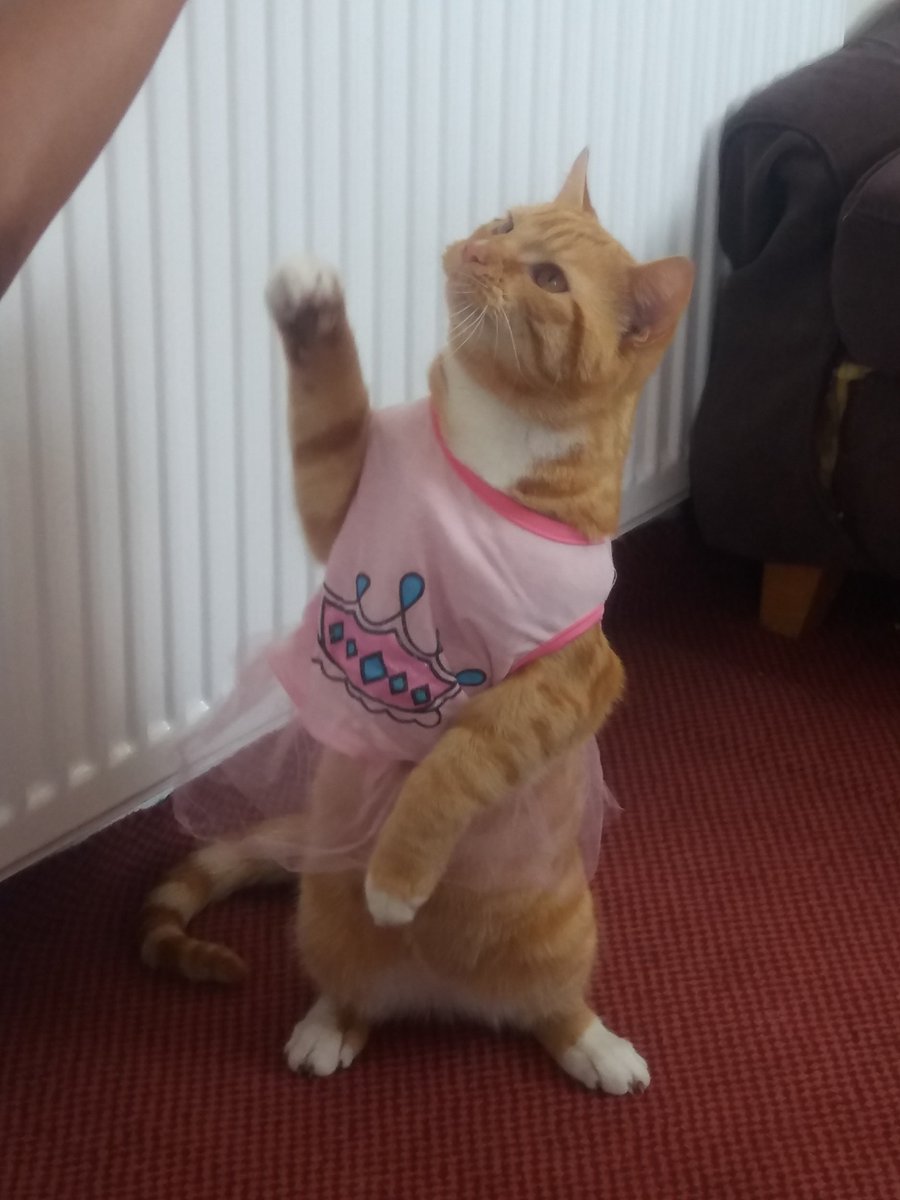 Oneviolentkitty's tweet image. 