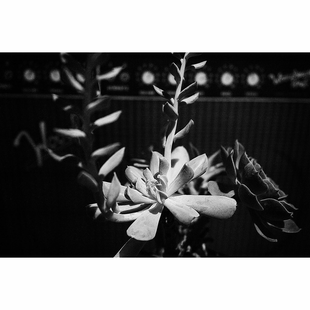 #leica #白黒 #Japan #photographers  #フォトグラファー #東京 #写真  #tokyo #写真家 #モノクローム #水 #雨 #多肉植物 #フラワー #自然 #花 #光 #緑 #エケベリア