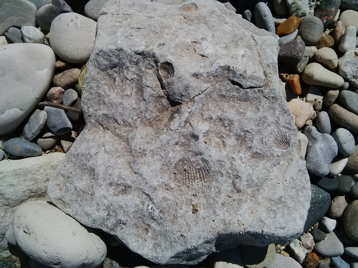 PointFarmsPP's tweet photo. #PointFarms has a diverse shoreline which showcases #fossils on the exposed #limestone rock south of the point. https://t.co/q4h6bNeTfX