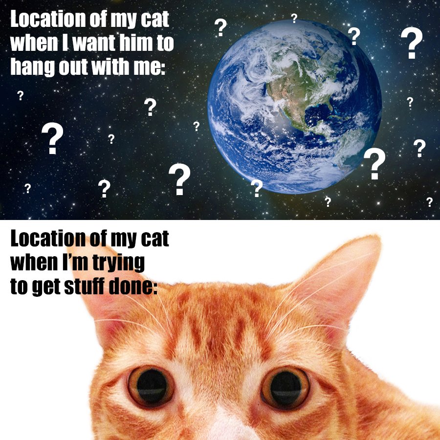 ColeTheBlackCat tweet picture