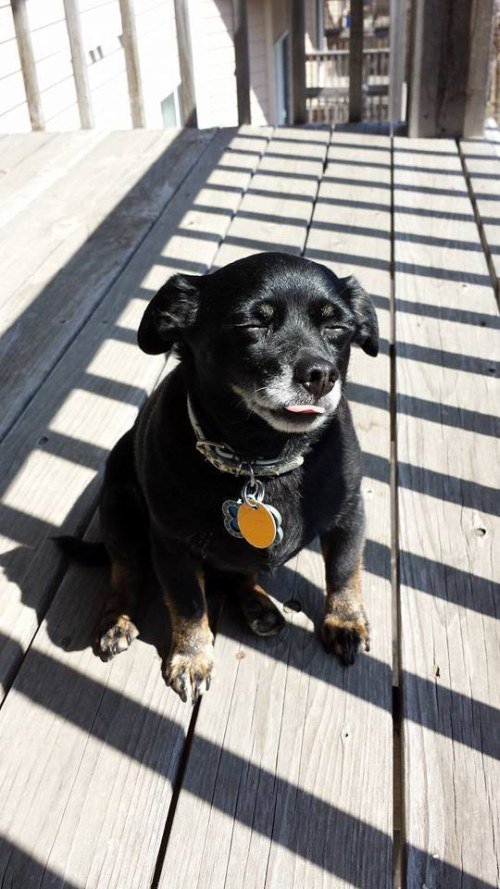 jamesjgordon2's tweet photo. This is the face my small, elderly dog makes when he is enjoying the sun. https://t.co/dE4USJz1Vm