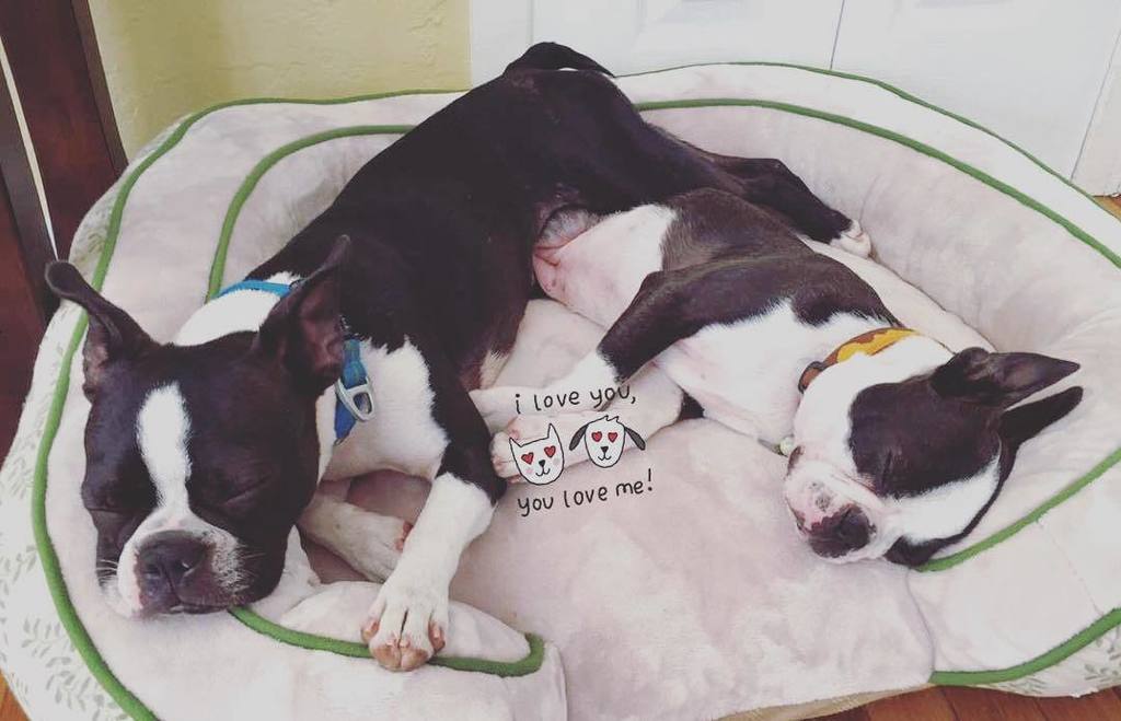 MaggieOrbit's tweet photo. How we feel after a 3 day weekend. ๐ค๐ค๐ค๐ค
#WeekendWasTooShort #CurrentFeels #LetsNap #SisterSister #BarkzWeekly #bostโฆ https://t.co/PV4yDhLrJg