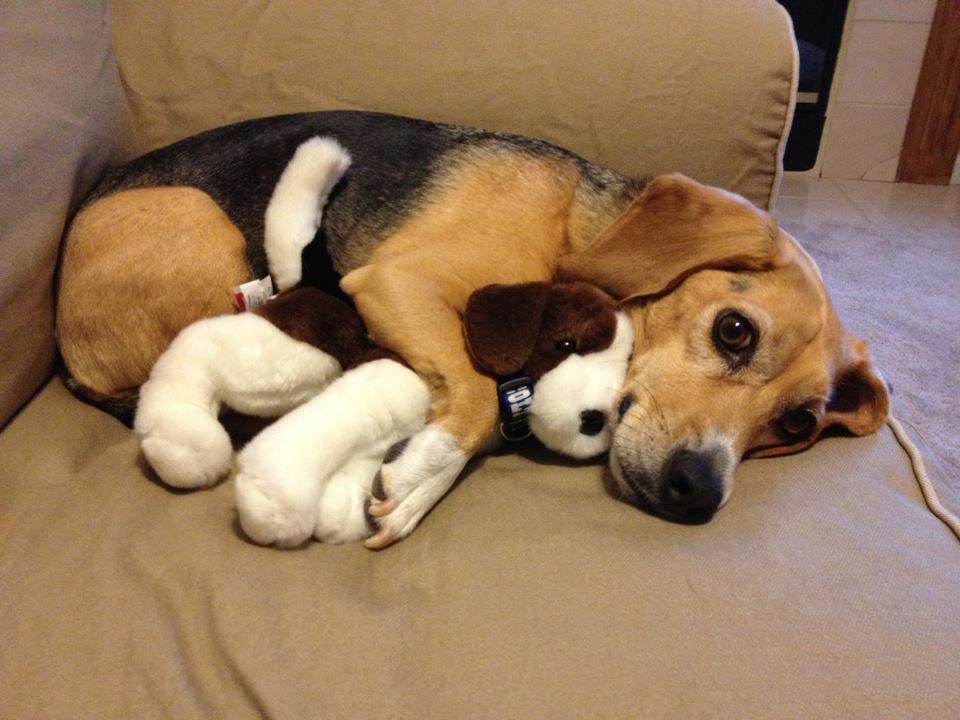 AnimalsWStuffed tweet picture