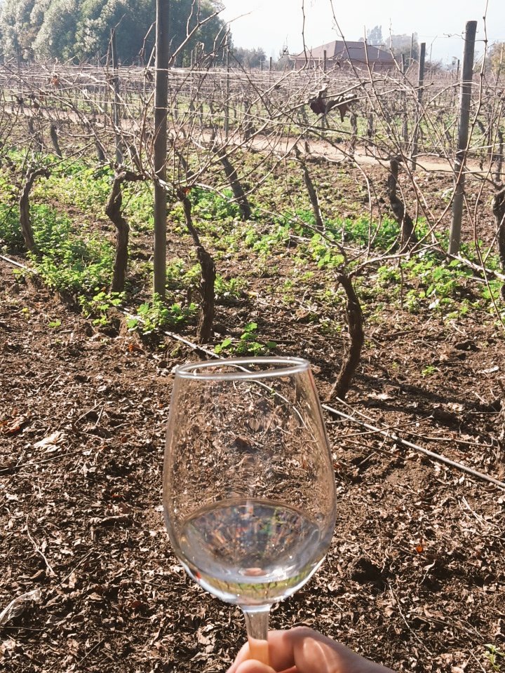 AmasViajar's tweet photo. Entre vinos aromas en #valledecasablanca  #chile https://t.co/jptFVmVwm9