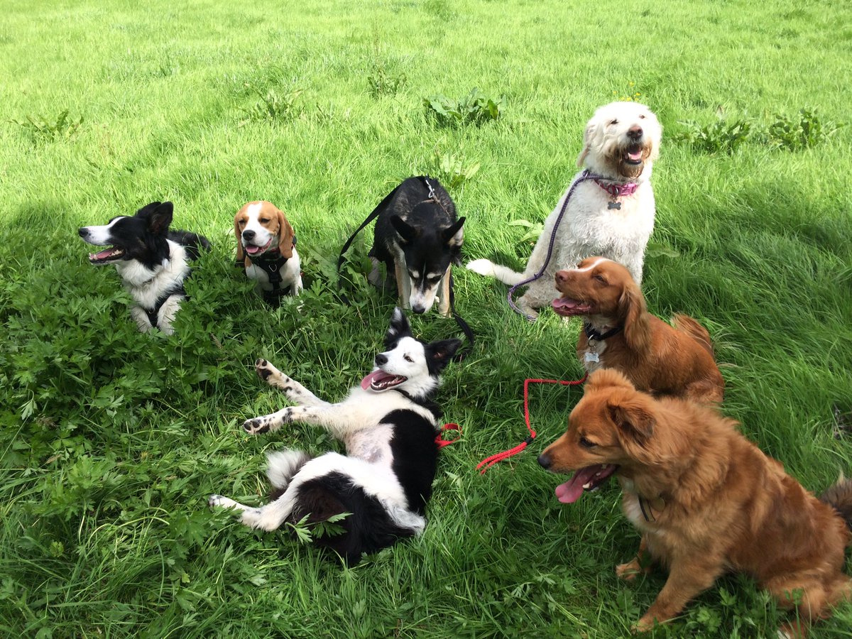 ActiveAnimals tweet picture
