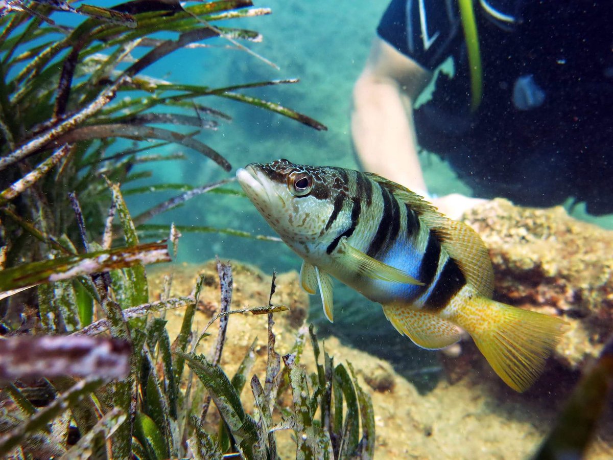ScubaTurtleTurk's tweet photo. #paintedcomber #Mediterranean #scubadiving #scubadivingturkey #underwaterphoto #Incekum #alanya https://t.co/0BzBSTH2Vo