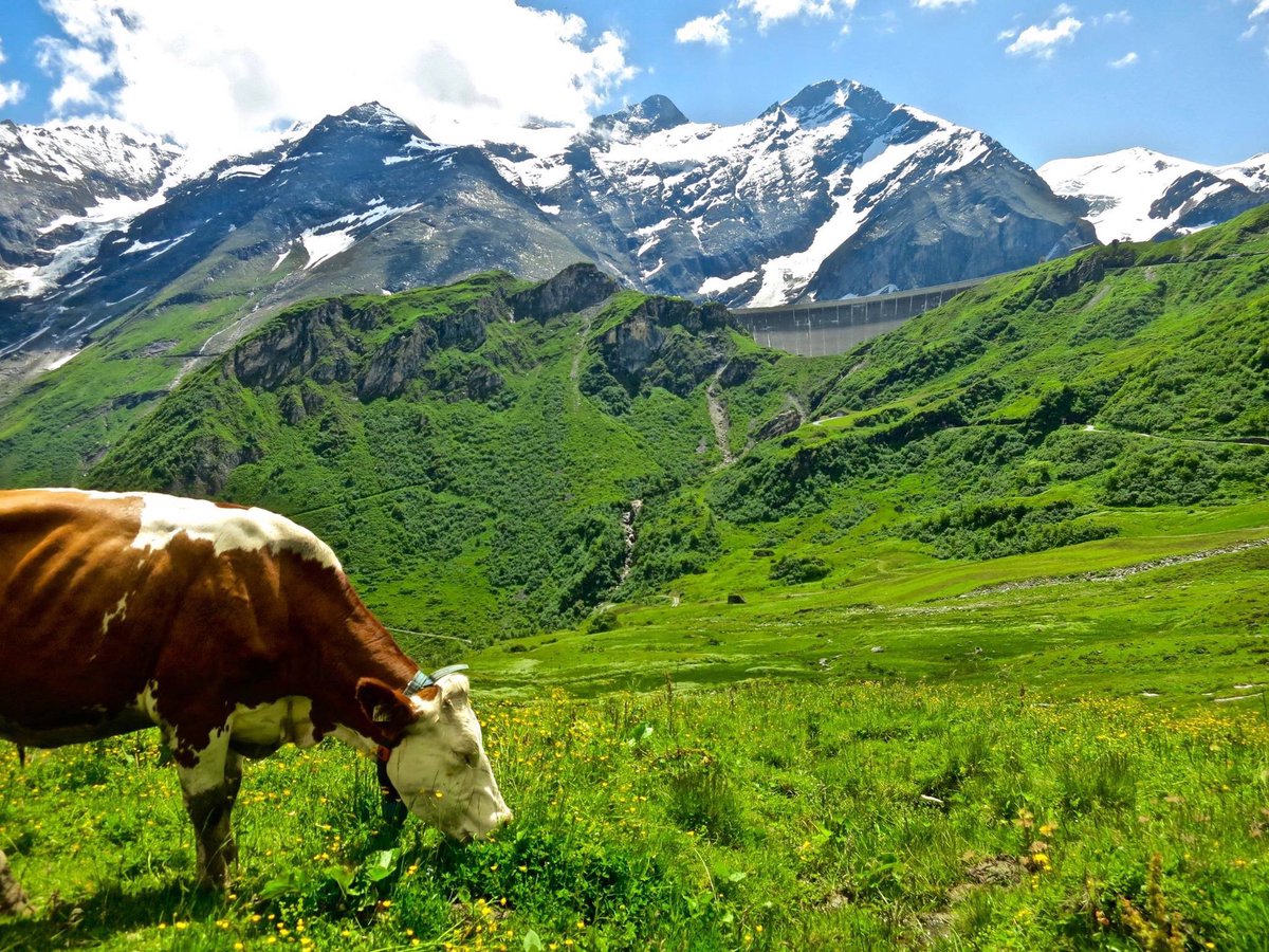 kaprun_sun's tweet photo. Try the Herbal path between the High Alpine Reservoirs in #Kaprun for #AustrianNature and #AustrianLocals https://t.co/Njof8qMZ4O