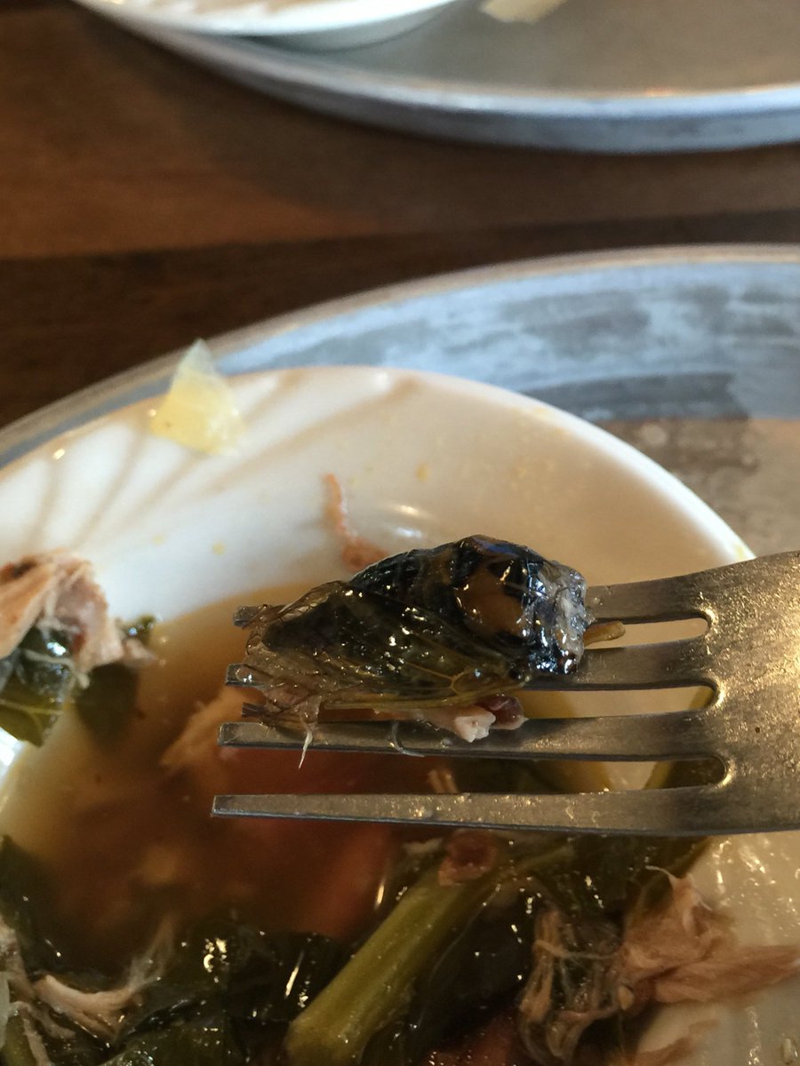 LouFarmTables's tweet photo. I went to @CityBarbeque and found this cicada bug in my collard greens. I'm afraid I may have eaten the head. https://t.co/4caw5Rfgky