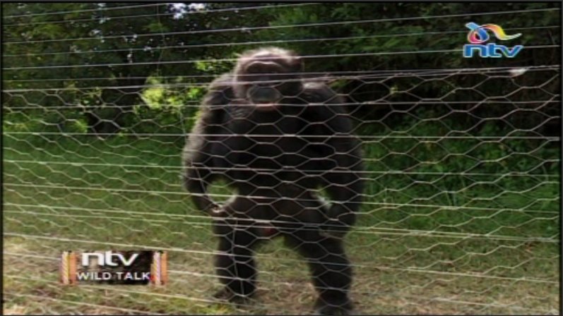 Ntv Kenya Poko The Chimpanzee Spent 9 Years In A Cage Hanging From A Ceiling Ntvwild Talk Smritividyarthi