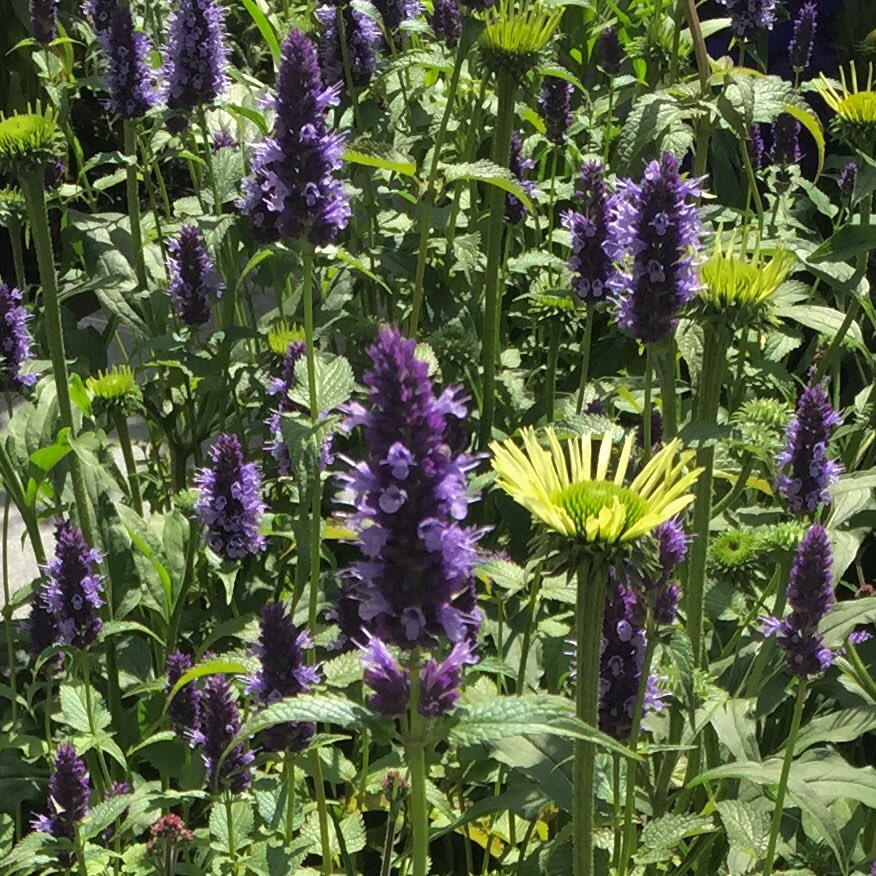 We discovered a plant new to us in the CCLA garden 'A Summer Retreat' called Agastache. cf-gd.com #fab