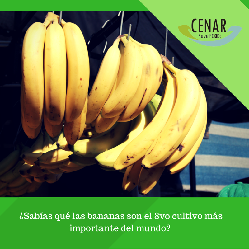 cenarsavefoods's tweet photo. #DYK: En promedio comemos 12kg por año y la más común es CAVENDISH #BANANA #CENAR #FAOSTATS https://t.co/x7WpmxRaRI https://t.co/9ocEF2ZZIV
