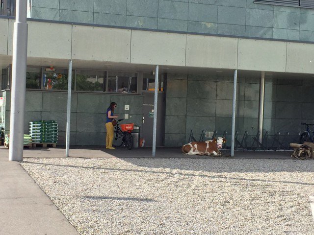 Mit der Kuh in den <a href="/migros/">Migros</a> #Wattwil einkaufen gehen... fm1today.ch/mit-der-kuh-ei…