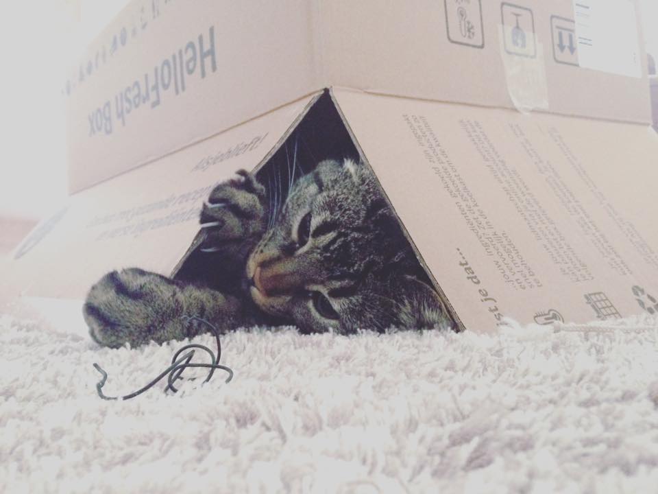 HelloFreshBE's tweet image. Katten en boxen: een geweldige combinatie! Heb jij ook een leuke HelloCat-foto? Deel deze dan met ons! #hellocat