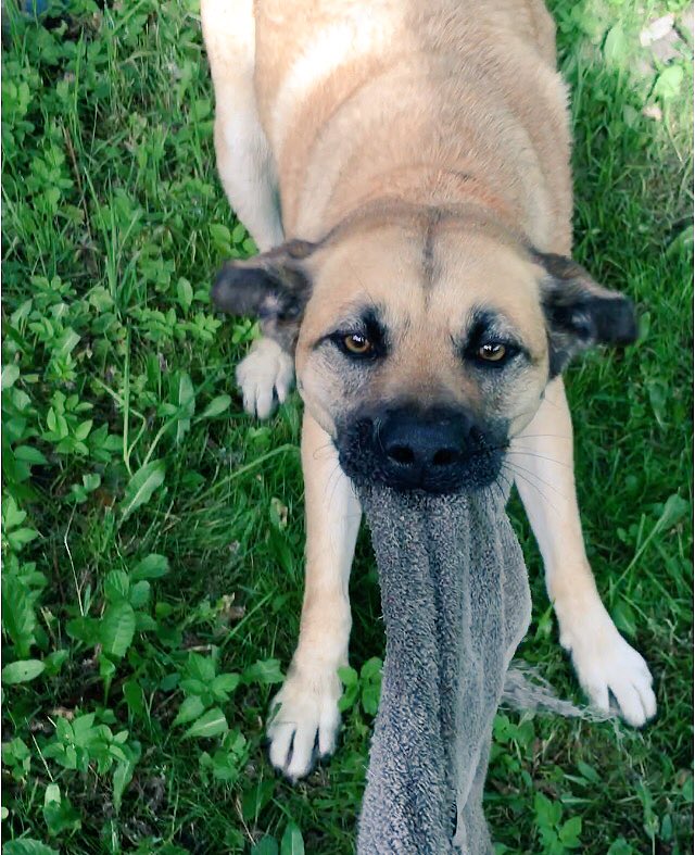 Der Hund sagt, ich soll ihm das scheiss Handtuch geben, er trocknet auch von alleine.