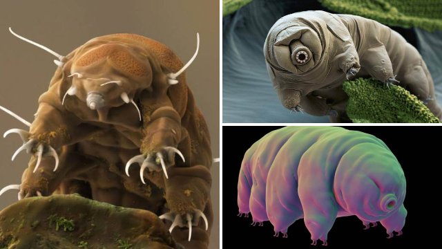 dathaikufool's tweet image. #ASSimilation
depends on skin condition
moisturize~survive! 

#HaikuChallenge^#DatAlien #WaterBears #MicroPoetry?