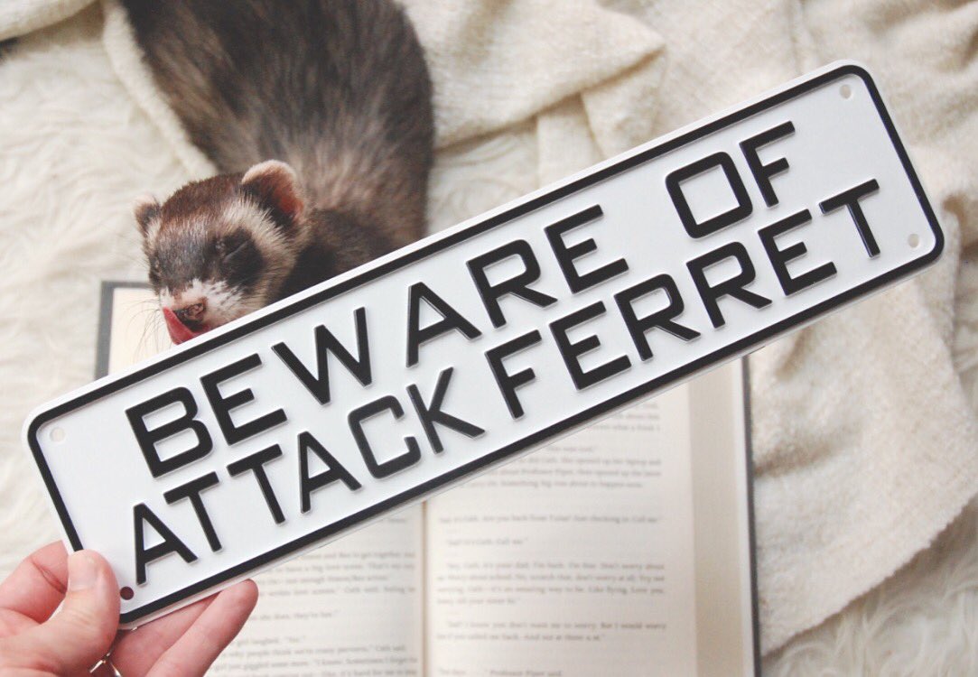 the_book_ferret's tweet photo. Isn't he just the scariest? #tongueouttuesday #attackferret #moreferretmerch2k16 https://t.co/j3J5WUooT2