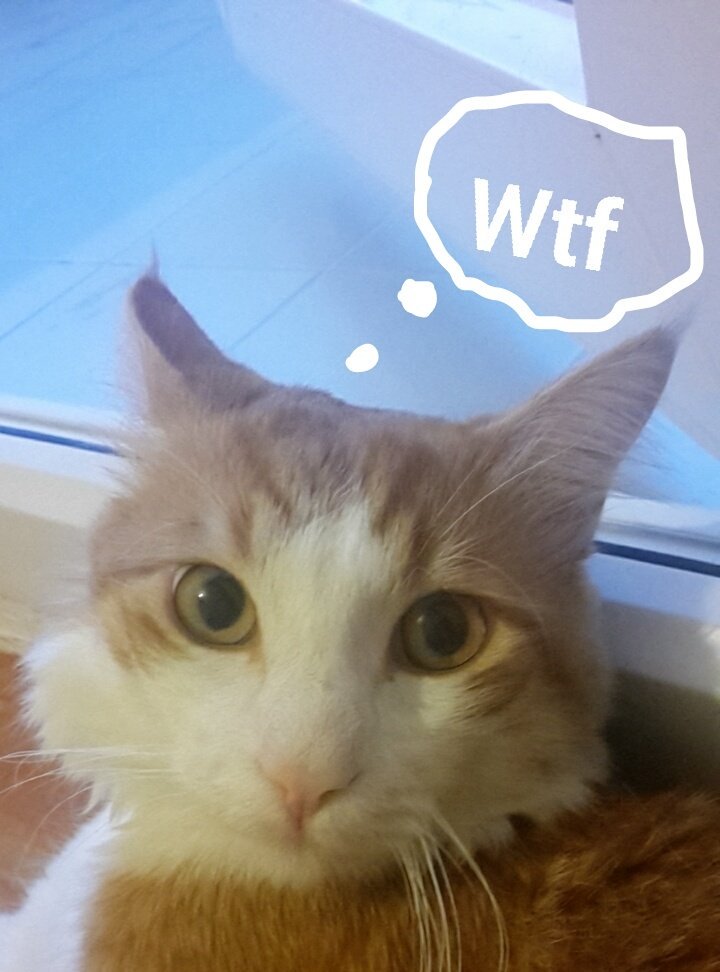 nrtella's tweet photo. This kitty is lit 😻👄 https://t.co/xBOQNr1ct8