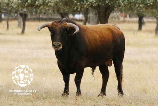 Humane World for Animals News tweet media