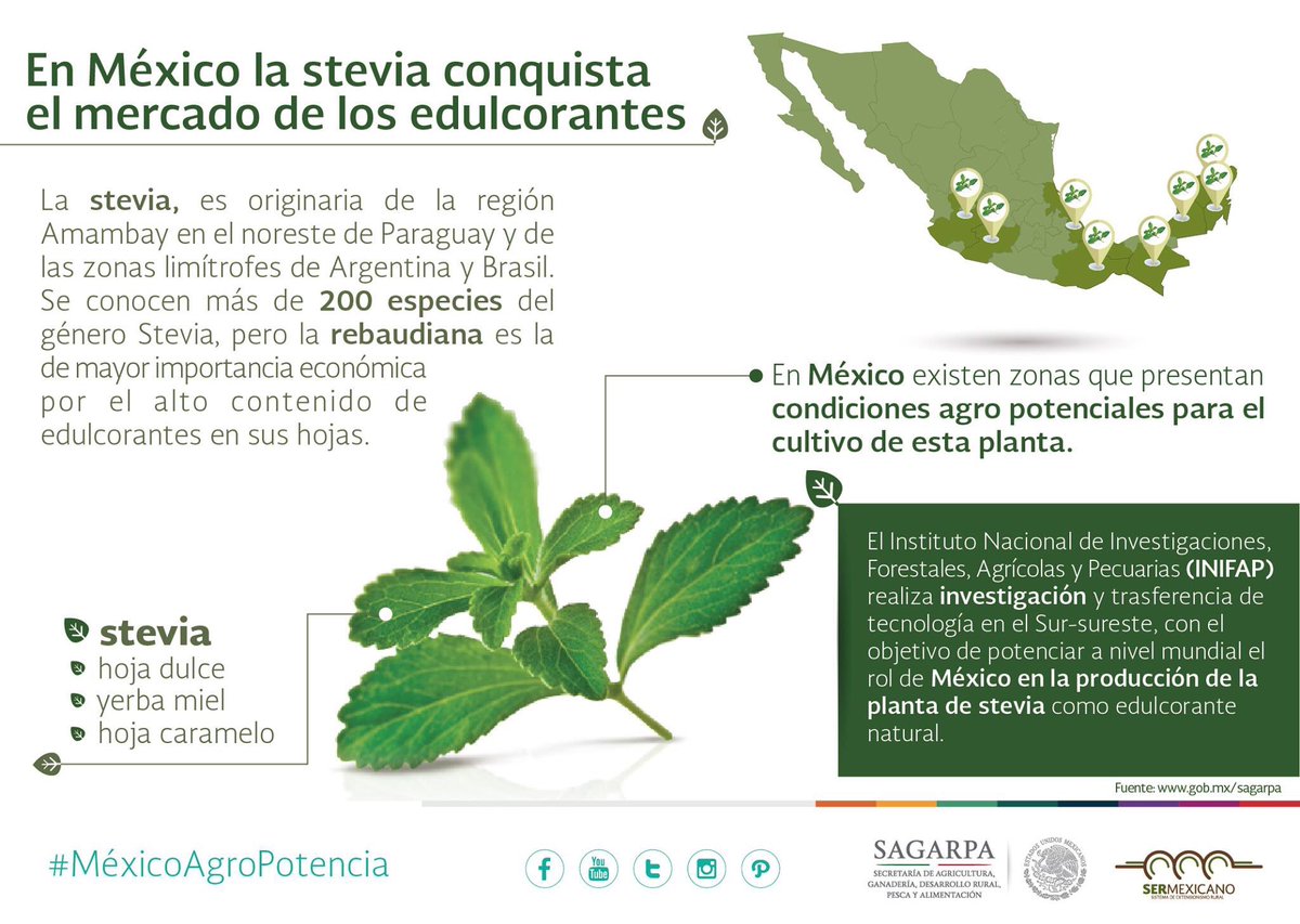 ExtensionismoM's tweet photo. #Stevia una Planta de Origen Guaraní ha Venido a Cambiar el Panorama de los Edulcorantes sin Calorías. @ppcalzada https://t.co/yATzEiHBVc