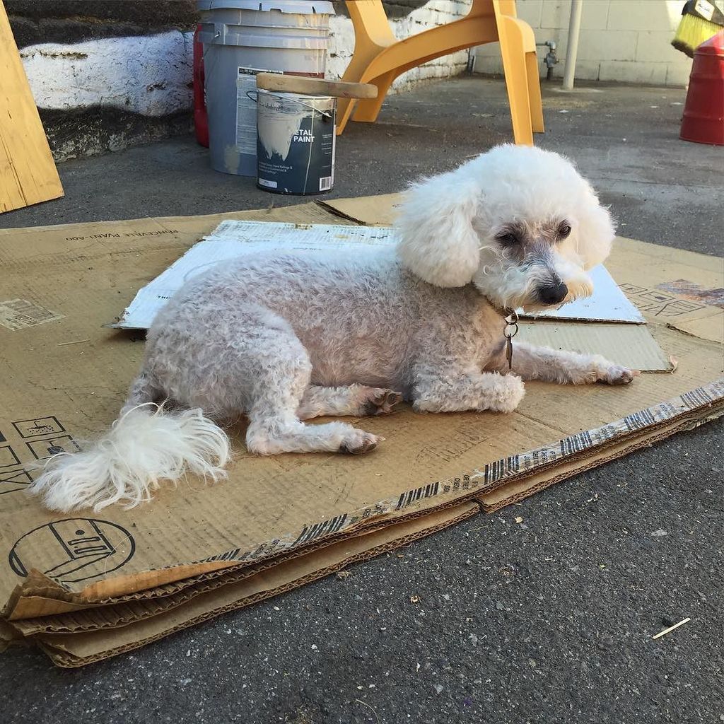 MsMimiMasher's tweet photo. My dog was homeless when we met. Yesterday I found her appreciating her roots. #ragstorich… https://t.co/4rB5vc4KPe https://t.co/gNT2TRr0ZO
