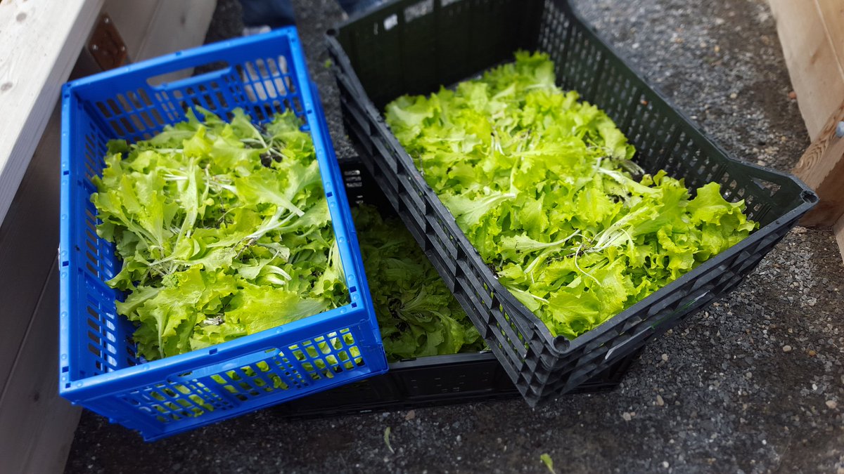 Jorge_Campusano's tweet photo. Gr8 start!1st early harvest from @yycEVNA #communitygarden headed to @calgarydropin #DIkindness #lettucebinds https://t.co/Cn37LU0aqf