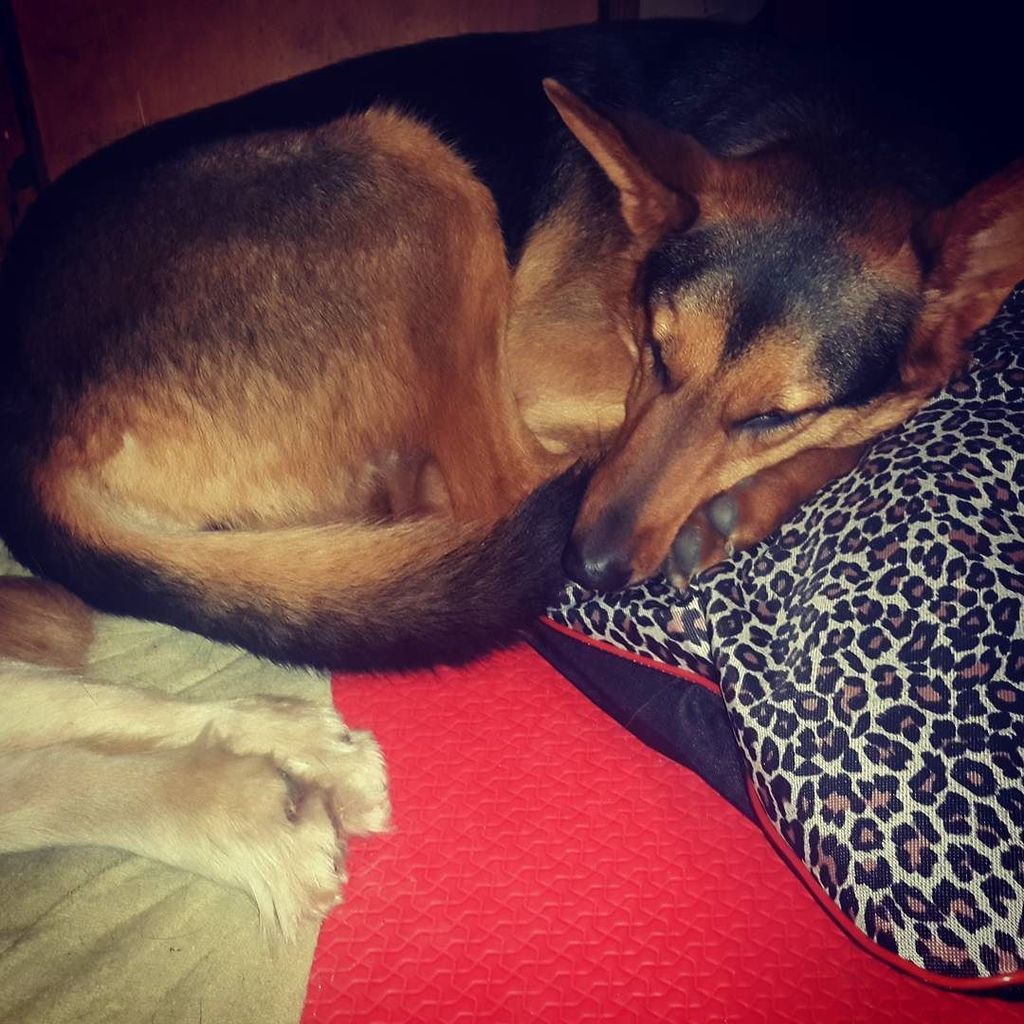 Martin_bcn_'s tweet photo. Mugre #dogs #instadog #dogsofinstagram #perro #DogsFun #dog 🐶 🐕 🐩 #DogsSleep #Puppy #Ilove… https://t.co/UK86TsDa6v https://t.co/aDUe8ijdrq