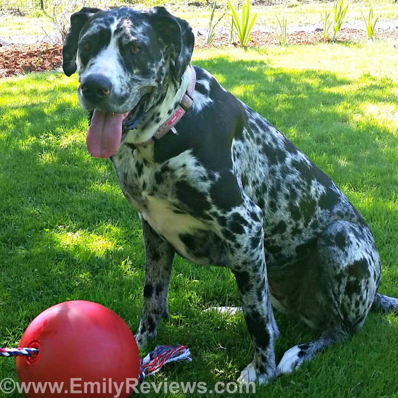 Tuggo Water-Weighted Dog Toy makes tug more challenging! <a href="/tuggodogtoy/">Tuggo Dog Toy</a> Review #bigdogtoy buff.ly/29m1q2A