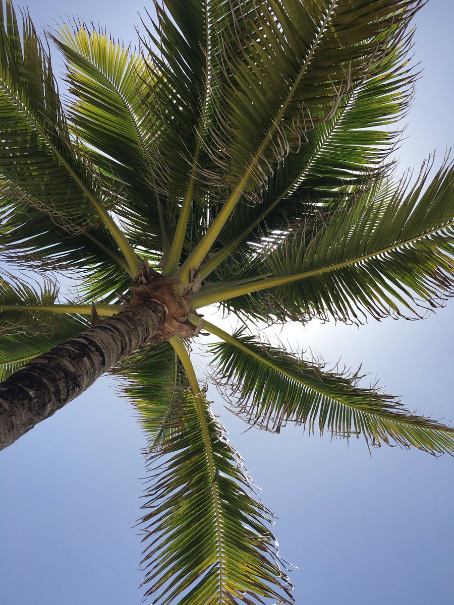 shainaormsby's tweet photo. Have to love blue skies and palm trees :) 😎 https://t.co/jU31erUngg