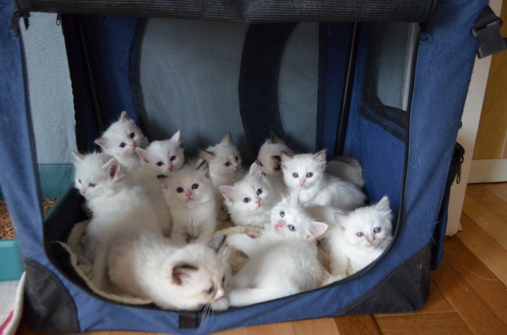 生まれ変わったら猫になりたい Iwannabecat9512 Twitter 生まれ変わったら猫になりたい Iwannabecat9512 Twitter