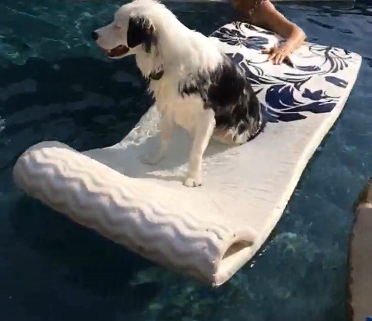 TarynUpOKC's tweet photo. ☀️☀️☀️  #SecretLifeOfPets #OKCPETS https://t.co/ZDPuzWdxkC