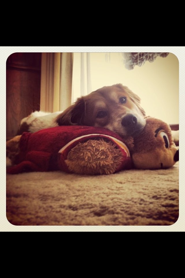 gopher2773's tweet image. At #TheSecretLifeOfPets screening tonight. #mpls