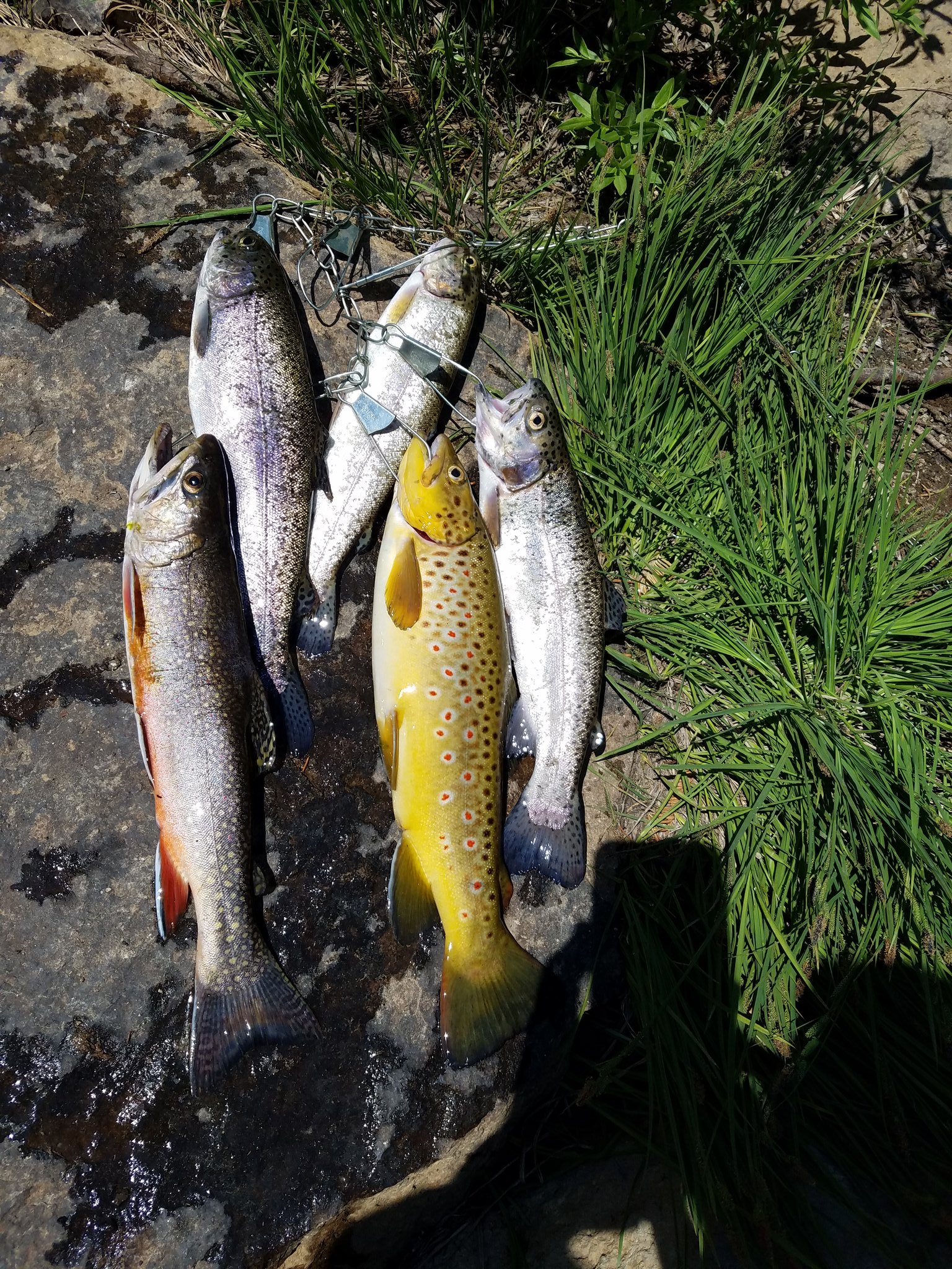 Joe Delgado on X: Nice Stringer! #mammoth #troutfishing #trout #fishing #  vacation #streamfishing #Browntrout #SierraNevada   / X