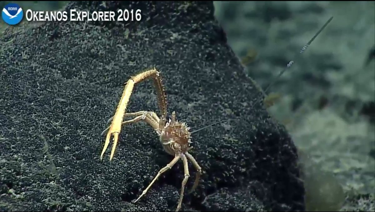 Hippospongia's tweet photo. Squat lobster! #okeanos https://t.co/N3V1Th3P1h