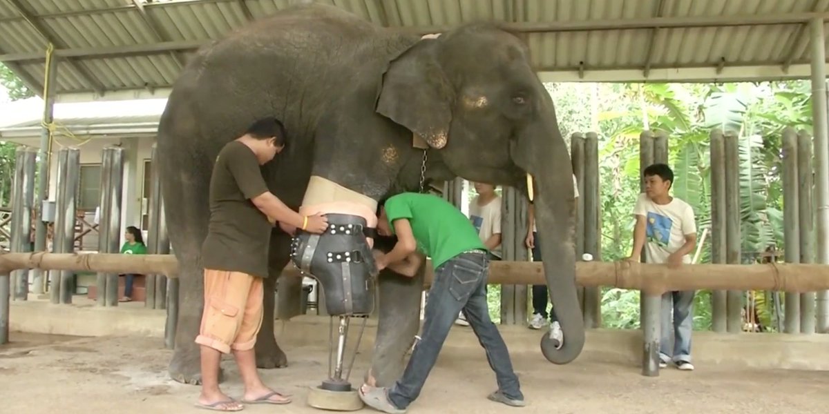 Elephant who lost her leg to land mine gets life-saving prosthetic limb huff.to/29KVGz8