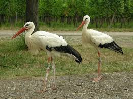 Squishytiel's tweet photo. Stork, heron, egret, crane #WhichBird??? https://t.co/0Py3ze5p3t