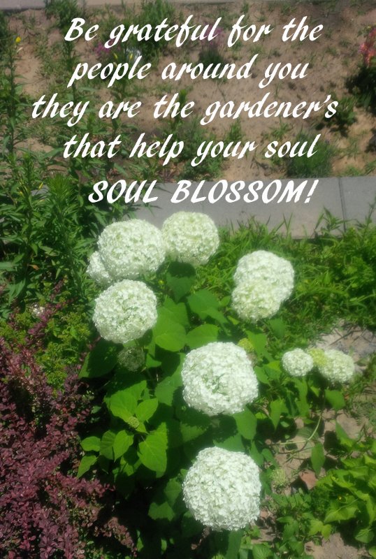 Orangefish_'s tweet image. Be grateful for the people around you.#gardeners #soulblossom #livelonglearner #positivepeople #inspirationtuesday