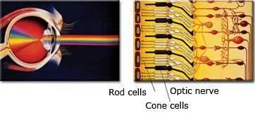 idothisnmysleep's tweet photo. Color is perceived first in the retinal layer in the eye. #colorhex https://t.co/W2gYmq2UN7