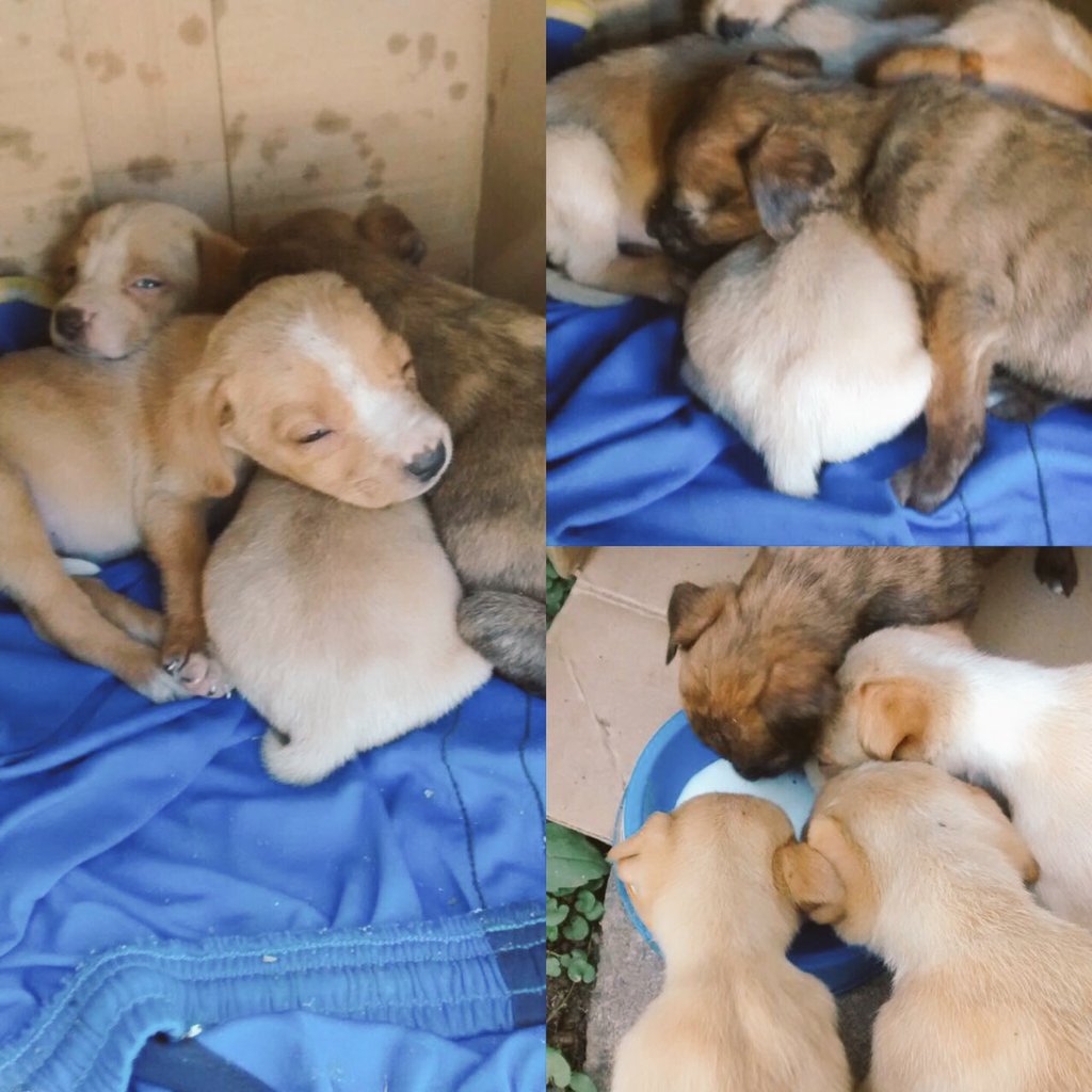 CamuC's tweet photo. ESTOS HERMOSOS PERRITOS BUSCAN UN HOGAR!! LOS DEJARON EN UNA CAJA Y NO LOS PUEDO CONSERVAR!!! https://t.co/5f1288HQOF