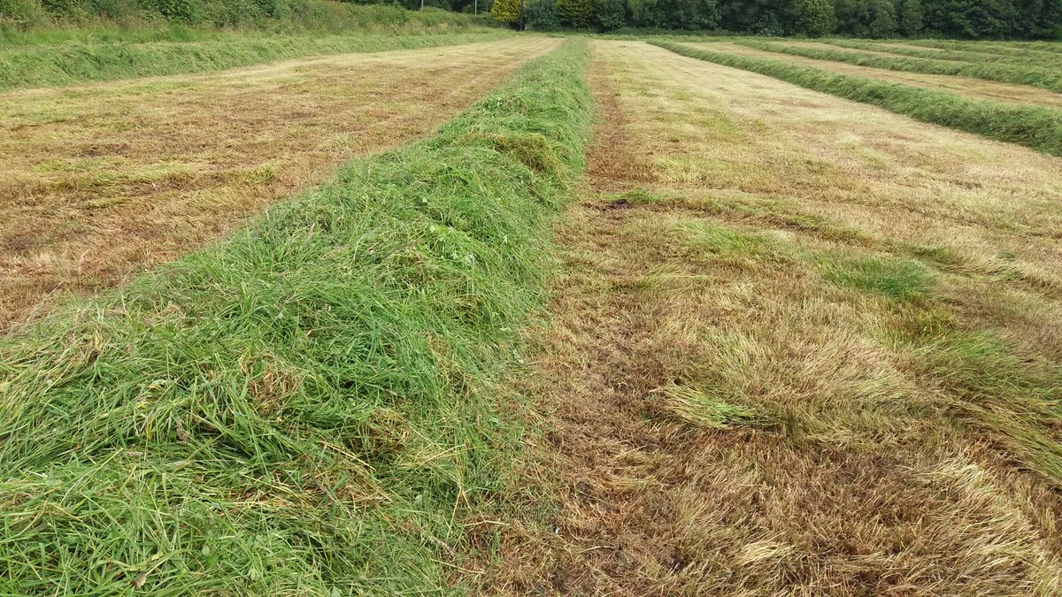 simonprescott3's tweet photo. Bit more grass this evening wet heavy grass and slippy hills made for a fun evning! π #grass2016 https://t.co/So1oKrED1f