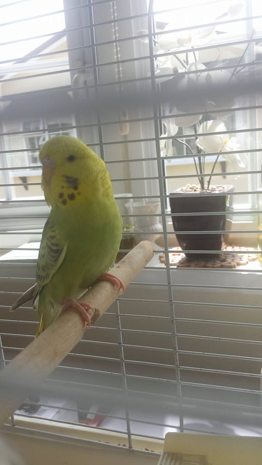 angeladaly16's tweet photo. found in canvey,seeking to find owners https://t.co/LyuelaWEl7