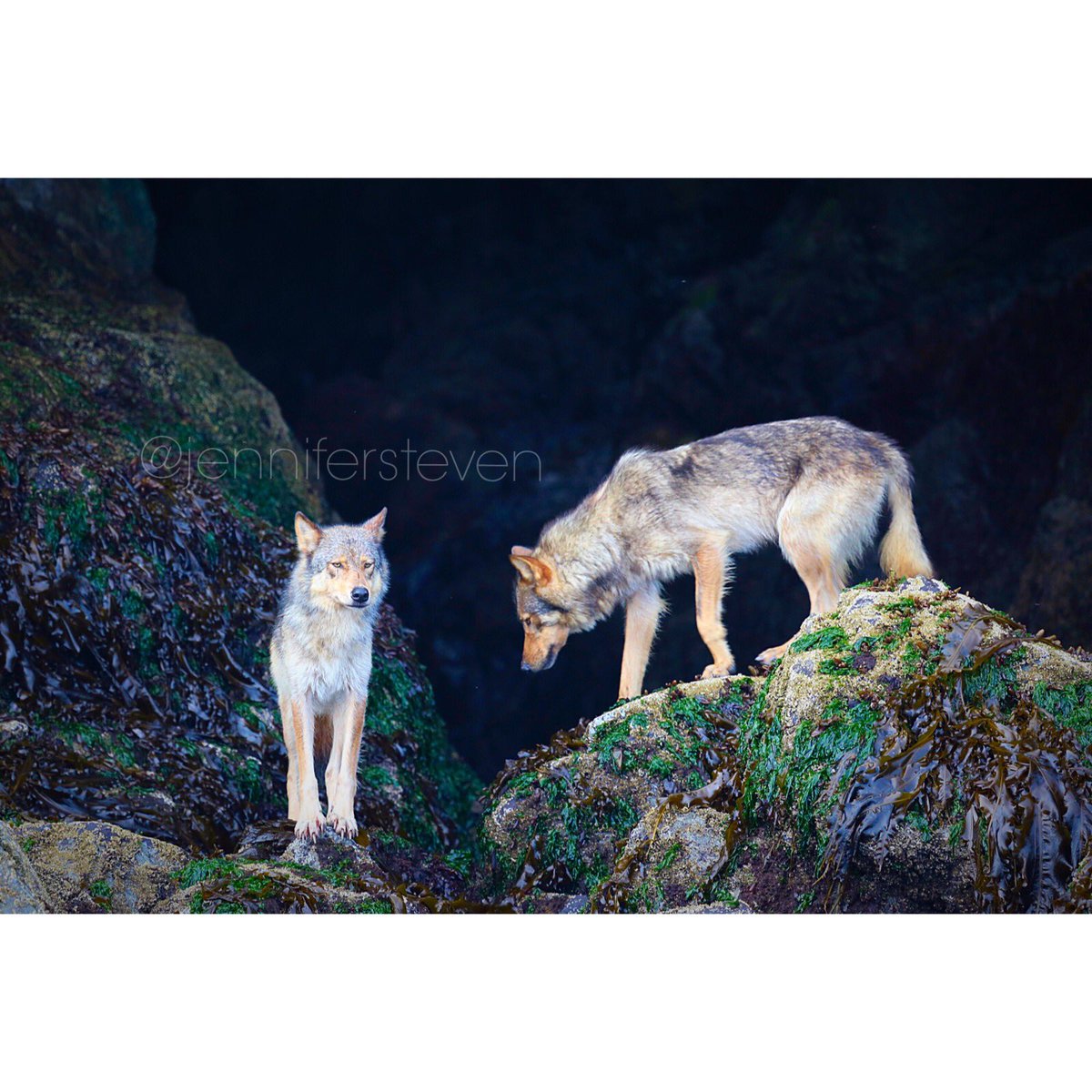 tofinojennifer's tweet photo. Wolves. #clayoquotsound #vargasisland #respectthewolves #nokill #coexistwithwildlife #tofino #wildlife #wolves #bc https://t.co/WkXJJF4N4Y