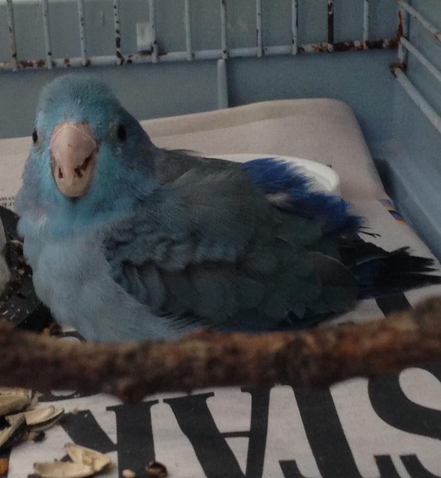 angeladaly16's tweet photo. Birds Lost and Found in Essex so please contact me on 07746844755 for further info (found) https://t.co/dUbY73HdyU