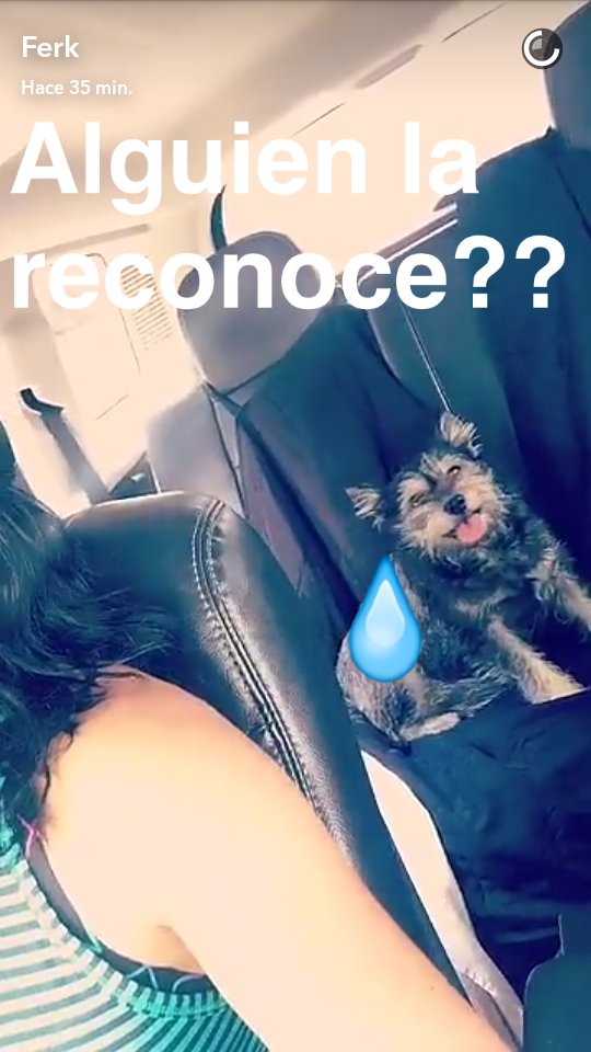 rodrigoyeps's tweet photo. ¡La encontró @Ferka por el Ajusco casi por Six Flags!  RT 🙏🐾🐾 Si la RECONOCEN contacten a @MafeQuirozWorld por DM. https://t.co/P8cRzwxj4Y
