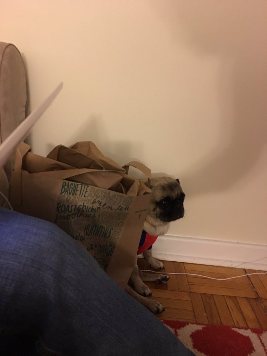WoofWellington's tweet photo. When your too drunk to play hide and seek. #goodluckfindingme https://t.co/1pRp7qtAUj