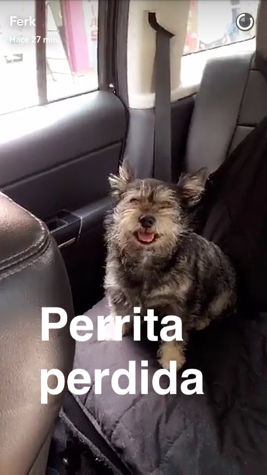 rodrigoyeps's tweet photo. ¡La encontró @Ferka por el Ajusco casi por Six Flags!  RT 🙏🐾🐾 Si la RECONOCEN contacten a @MafeQuirozWorld por DM. https://t.co/P8cRzwxj4Y